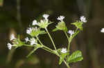 Carolina elephantsfoot